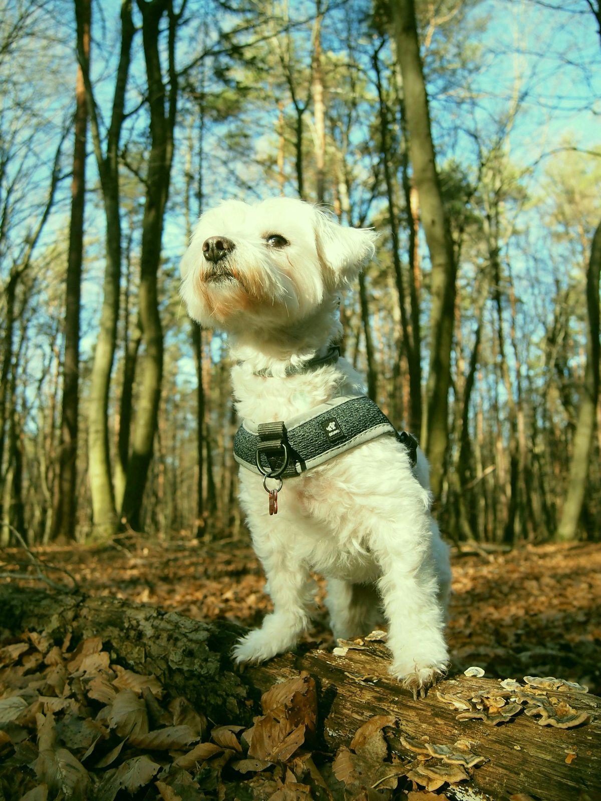 Muddy Paws Grooming