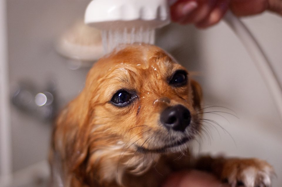 Muddy Paws Grooming work